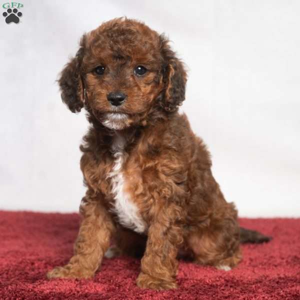 Jaren, Cavapoo Puppy